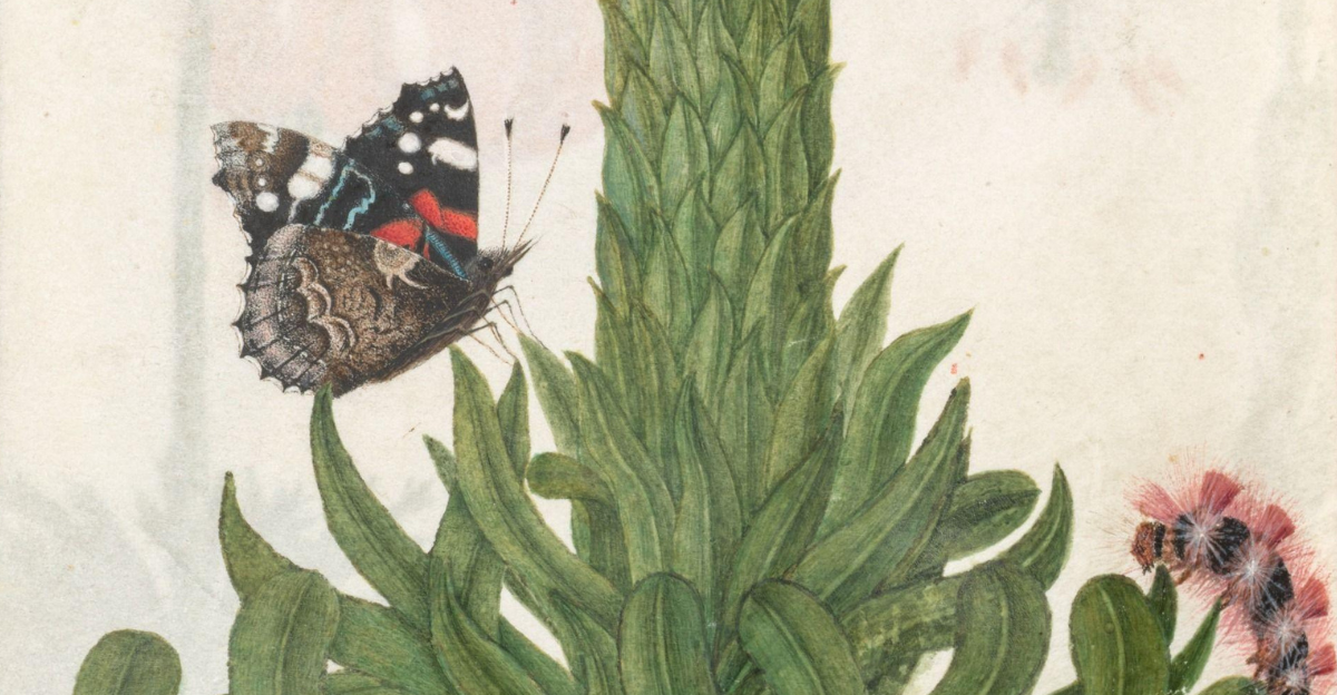 A detailed botanical illustration from 1608 shows a butterfly perched on the green stalk of a tall plant with layered leaves. Below, a fuzzy caterpillar with red tufts crawls near a cluster of small blossoms. The artwork highlights natural textures and vibrant colors, blending scientific precision with artistic beauty.