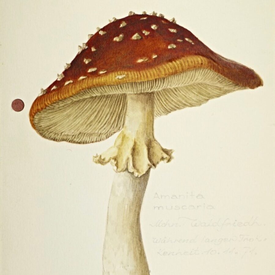 Detailed botanical illustration of a red-capped Amanita muscaria mushroom with white spots and stem base in soil, accompanied by color and measurement scales.