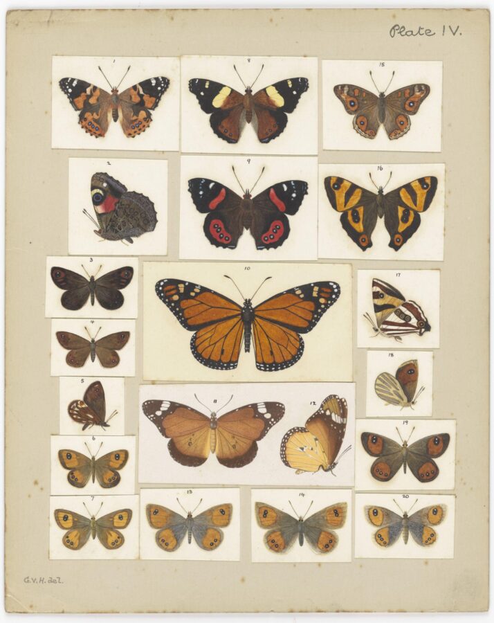 A naturalist’s illustration plate featuring multiple species of butterflies in vivid orange, brown, and yellow hues arranged in a display grid.