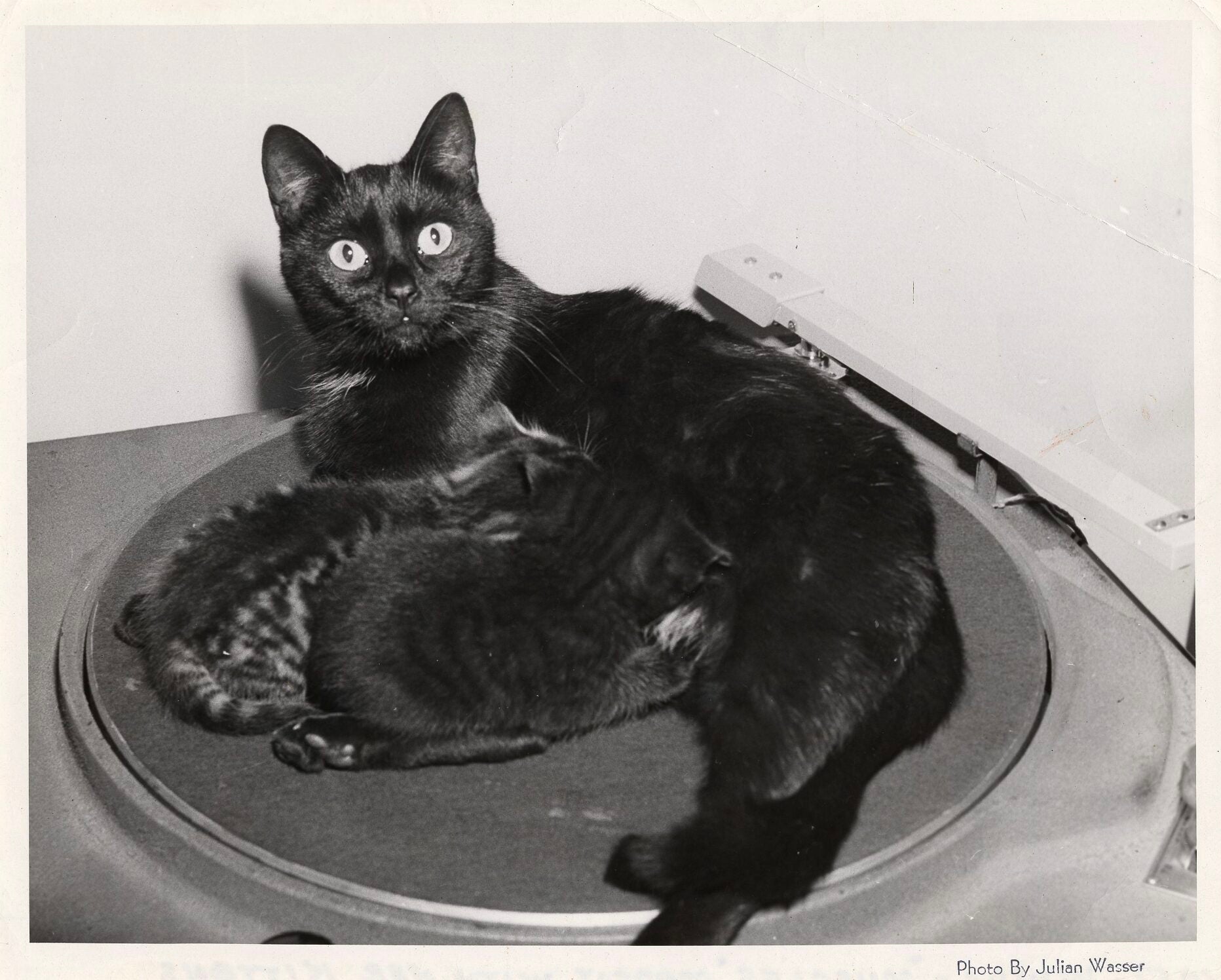 Black-and-white photo of a black cat nursing kittens on a circular platform, looking toward the camera; lower-right corner includes the credit “Photo by Julian Wasser.”