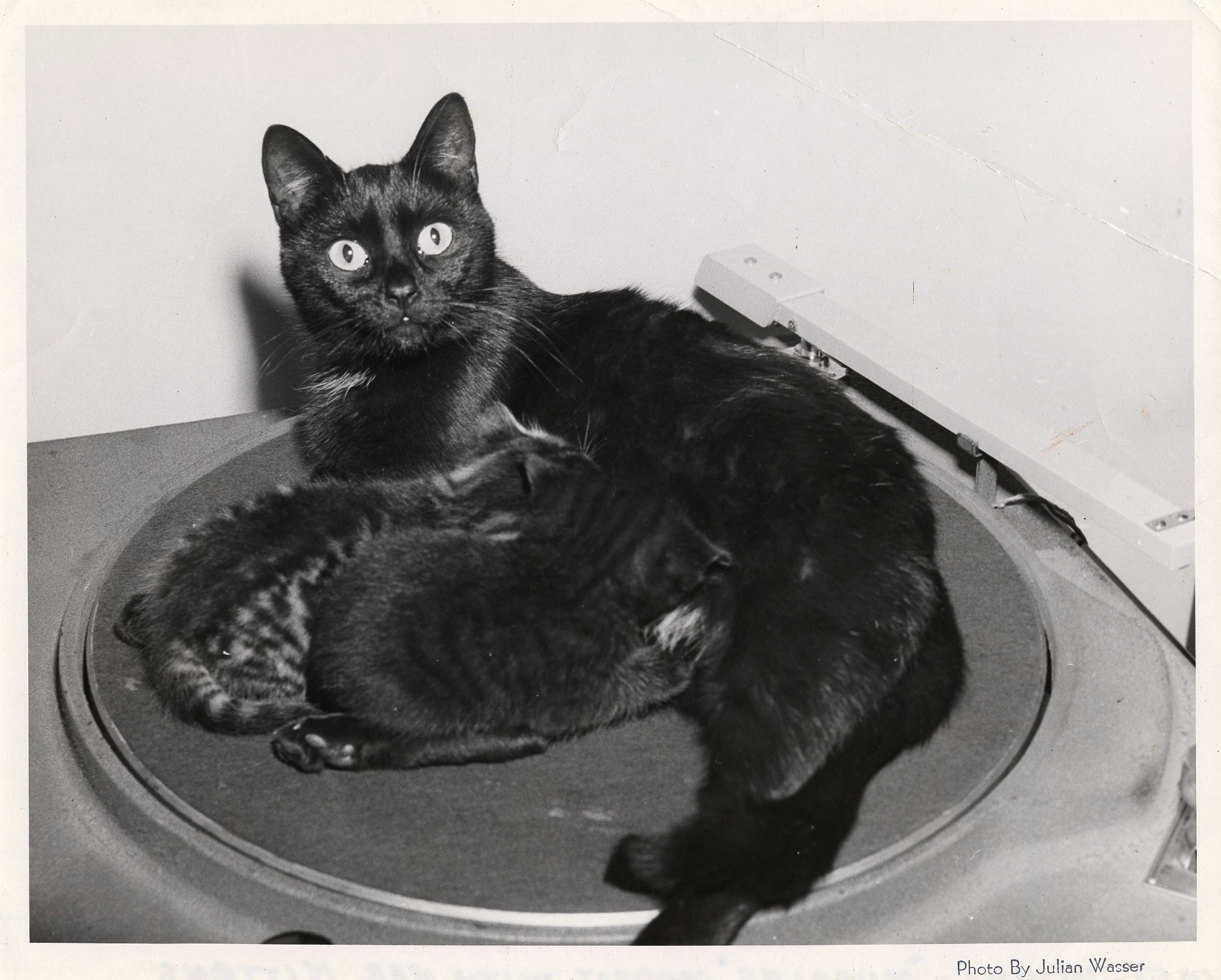 Black-and-white photo of a black cat nursing kittens on a circular platform, looking toward the camera; lower-right corner includes the credit “Photo by Julian Wasser.”