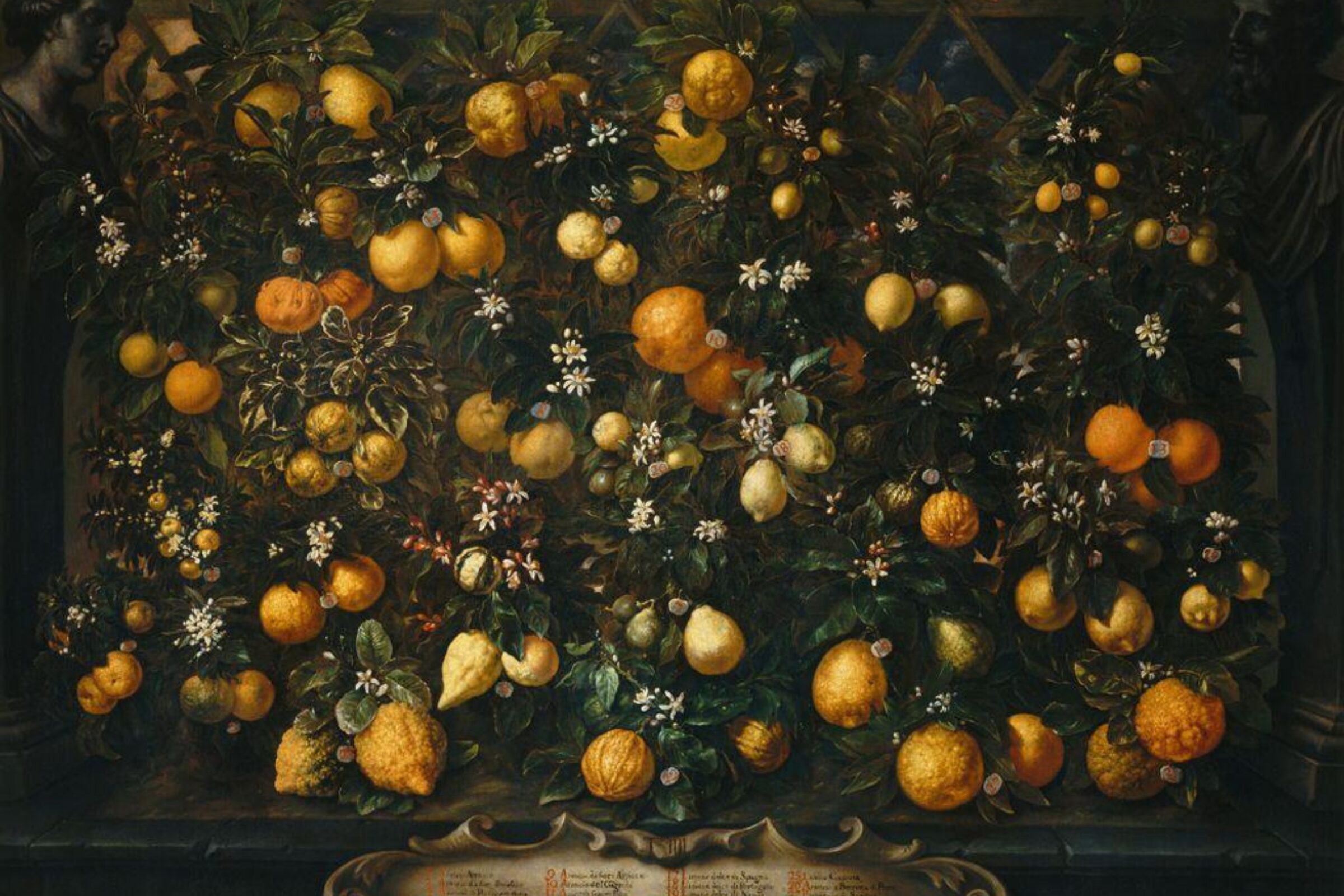 A 1715 painting by Bartolomeo Bimbi depicting an elaborate display of citrus trees laden with oranges, lemons, and limes. The fruit is arranged in a dense, symmetrical composition framed by dark foliage and stone columns, with two sculpted busts and a decorative plaque listing species names at the bottom.