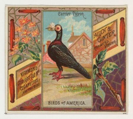 Color lithograph of a carrier pigeon standing in front of a stone building, framed by floral and geometric patterns. Advertisement text reads “Allen & Ginter, Richmond, Virginia” and “Richmond Straight Cut No. 1 Cigarettes.”