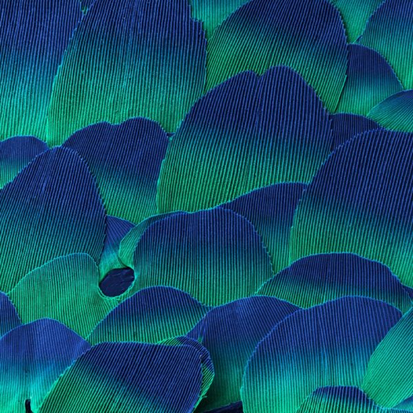 Close-up image of overlapping blue and green scales with fine ridges and iridescent texture.