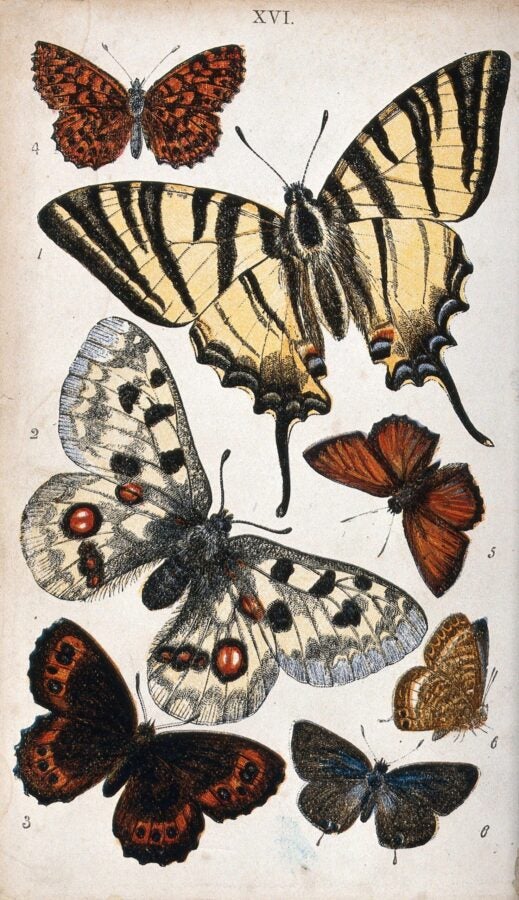 Illustration of seven butterflies in various sizes and colors, including a large yellow-and-black swallowtail, a white butterfly with red and black spots, and several smaller orange, brown, and blue butterflies arranged on a neutral background.