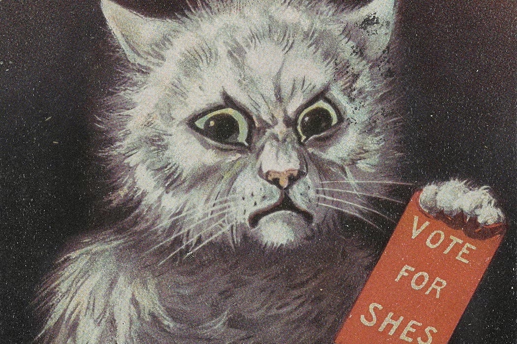 Illustration of an angry gray cat with wide, glaring eyes holding a red placard that reads “VOTE FOR SHES.”