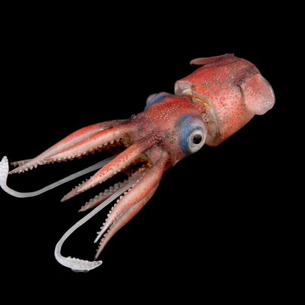 A red-speckled bobtail squid with large blue eyes and extended tentacles displayed against a black background.
