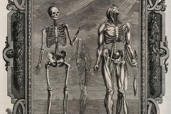 A detailed 1735 engraving by Johann Balthasar Probst depicting two anatomical figures standing side by side within an ornate Baroque frame. On the left, a full human skeleton raises one hand upward toward rays of divine light descending from above. On the right, a flayed muscular figure, with skin and flesh removed to reveal the underlying musculature, also faces upward toward the same light. Between them hangs a third element showing the nervous system. Ships are visible on a distant horizon in the background. The elaborate frame is decorated with urns, foliage, and baroque scrollwork. At the bottom, inscriptions appear in Greek and German, both reading a passage from Job, Chapter X, Verses 8 through 12, alongside the phrase "Know Thyself" in Greek and "Learn to Know Yourself" in German.