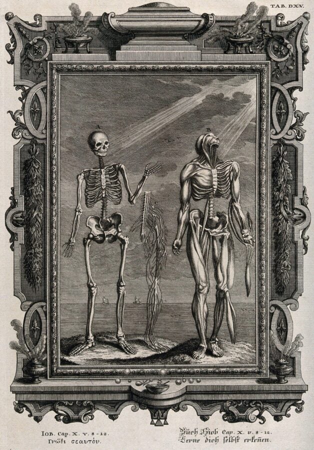 A detailed 1735 engraving by Johann Balthasar Probst depicting two anatomical figures standing side by side within an ornate Baroque frame. On the left, a full human skeleton raises one hand upward toward rays of divine light descending from above. On the right, a flayed muscular figure, with skin and flesh removed to reveal the underlying musculature, also faces upward toward the same light. Between them hangs a third element showing the nervous system. Ships are visible on a distant horizon in the background. The elaborate frame is decorated with urns, foliage, and baroque scrollwork. At the bottom, inscriptions appear in Greek and German, both reading a passage from Job, Chapter X, Verses 8 through 12, alongside the phrase "Know Thyself" in Greek and "Learn to Know Yourself" in German.