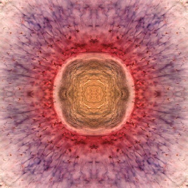 Colorful, symmetrical microscopic image of a zebrafish retina, featuring a glowing circular center with radiating pink, purple, and gold patterns resembling a kaleidoscope.