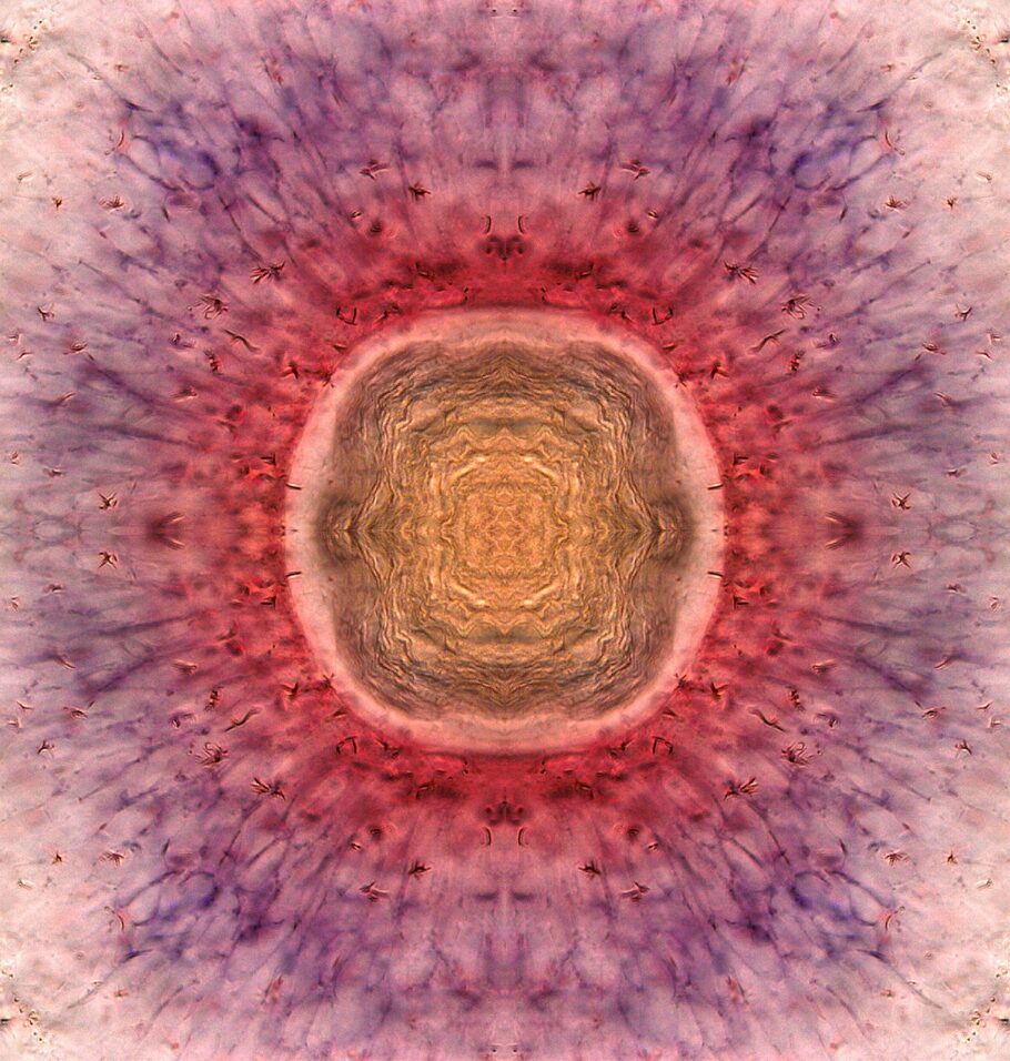 Colorful, symmetrical microscopic image of a zebrafish retina, featuring a glowing circular center with radiating pink, purple, and gold patterns resembling a kaleidoscope.