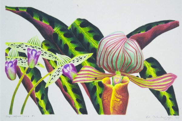 A vivid botanical illustration of orchids with large, glossy green leaves marked by dark spots. At the center is a striped pink and green slipper orchid with a bulbous shape and yellow interior, flanked by smaller purple and white speckled flowers on slender stems. The composition is set against a plain white background, emphasizing the intricate textures and bright, contrasting colors of the plants.