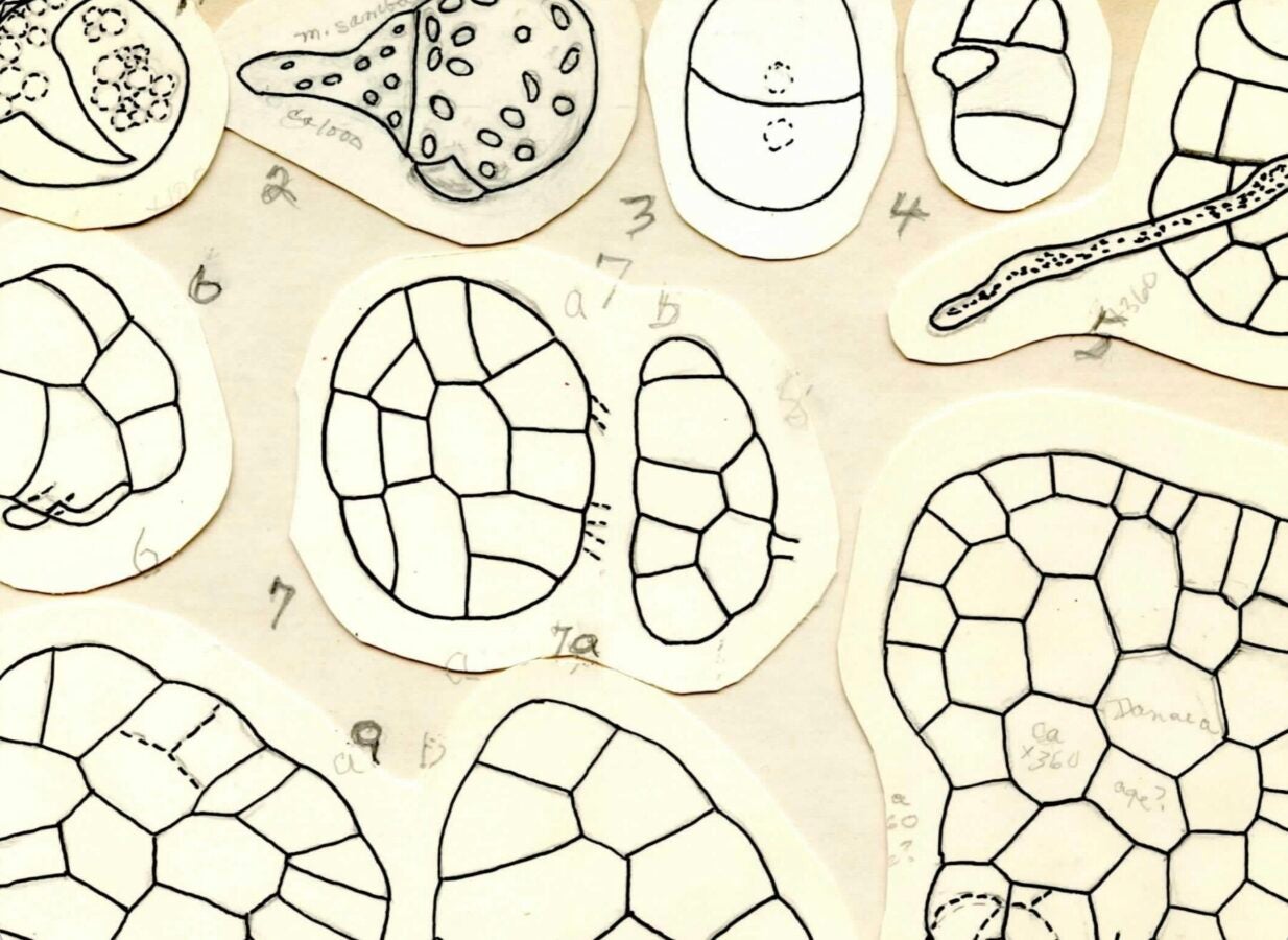 Collection of hand-drawn scientific illustrations showing cellular or microscopic structures, with numbered annotations and handwritten notes on paper cutouts.