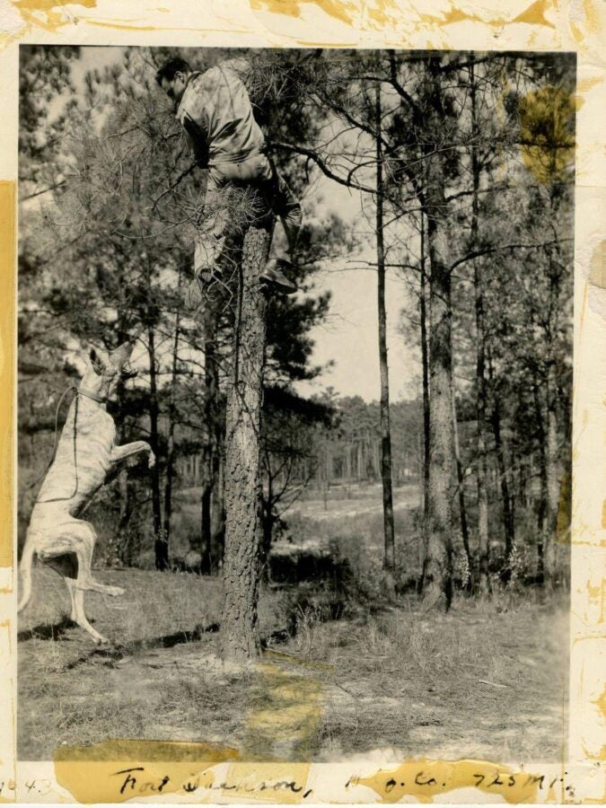 Black-and-white photograph of a Great Dane jumping toward a man climbing a tree in a wooded area.
