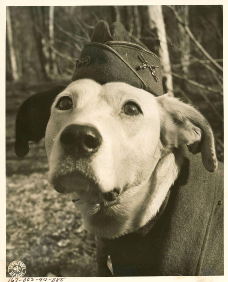 Close-up black-and-white photograph of a light-colored dog wearing a military-style cap and coat.