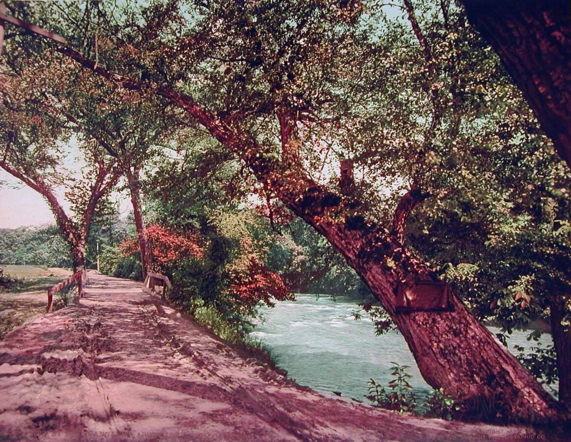 Colorized photograph of a river flowing beneath large trees. A path and wooden railing follow the riverbank at left, while a thick tree trunk fills the right foreground.