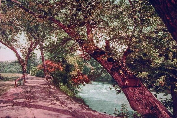 Colorized photograph of a river flowing beneath large trees. A path and wooden railing follow the riverbank at left, while a thick tree trunk fills the right foreground.